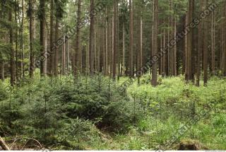 background forest 0012